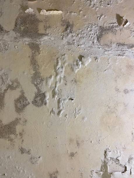 Best Post-Flood Mold Remediation in Leitchfield, KY