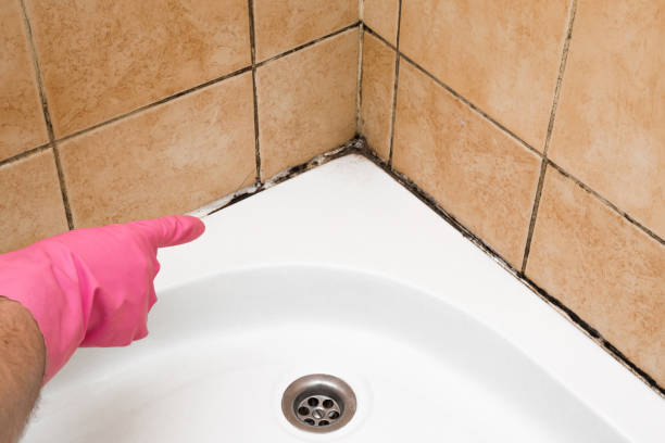 Best DIY Mold Remediation Support Services in Leitchfield, KY